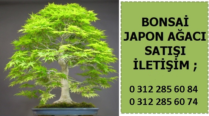 Fatih Sincan bonsai fiyatlar
