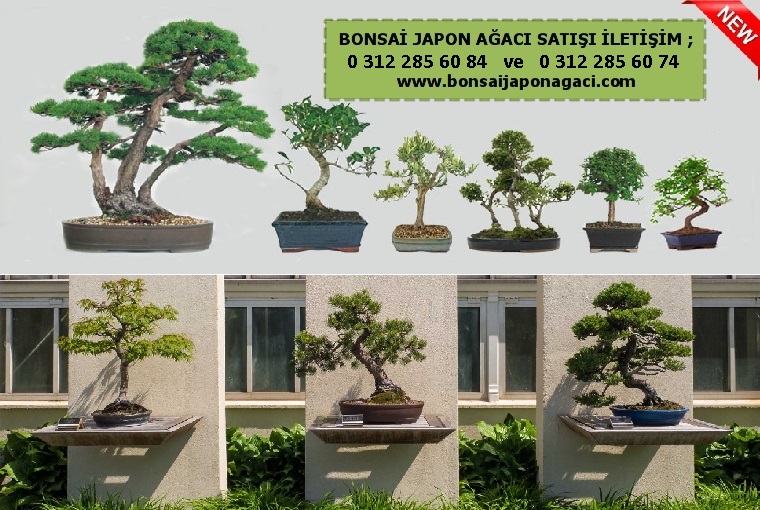 Ahlatlbel ankaya bonsai sat