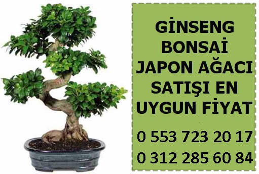 Aya Aya bonsai eitleri dkkan